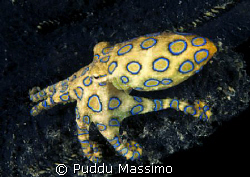 bunaken park ,indonesia nikon d2x 60mm macro Blue-ring oc... by Puddu Massimo 